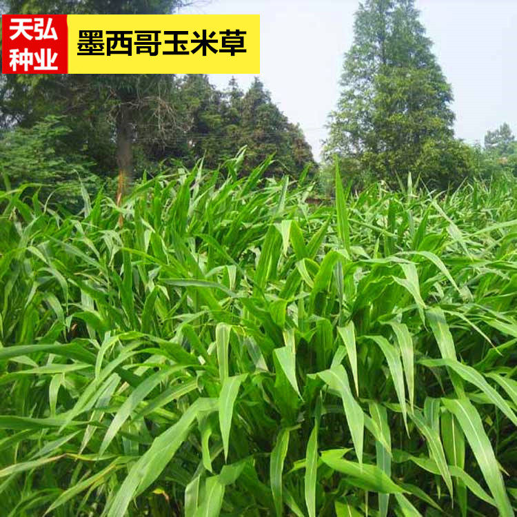 进口墨西哥玉米草牧草种子喂养牲畜鸡鸭牛羊鹅兔鱼畜牧大刍草草籽