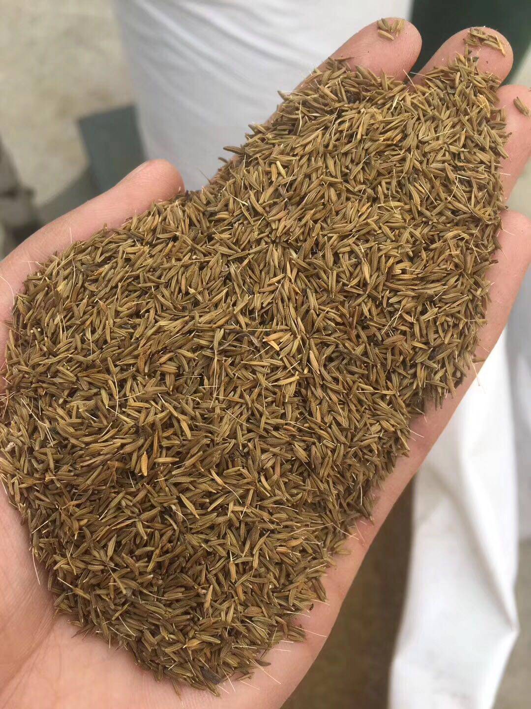 新采蒲公英籽种子野生大叶婆婆丁籽马齿笕种子紫苏种子药用可食用