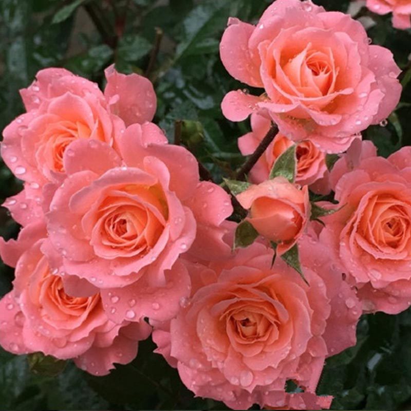 花芬坊灌木月季花精品大苗三文鱼阳台四季开庭院阳台玫瑰花卉