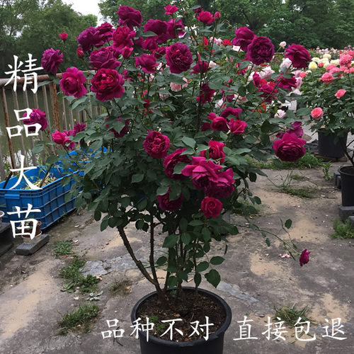 灌木阳台庭院地栽玫瑰月季花苗