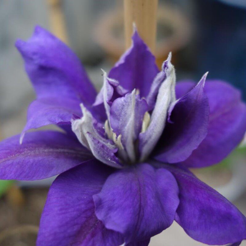 【花芬坊】卡玛丽铁线莲盆栽爬藤植物小中大苗耐热大花藤本花卉
