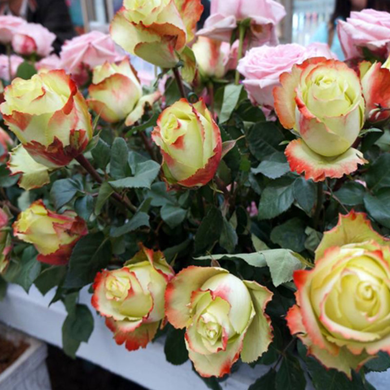 花芬坊苏萨绿色中大苗盆栽室内庭院地栽灌木浓香月季花苗卉