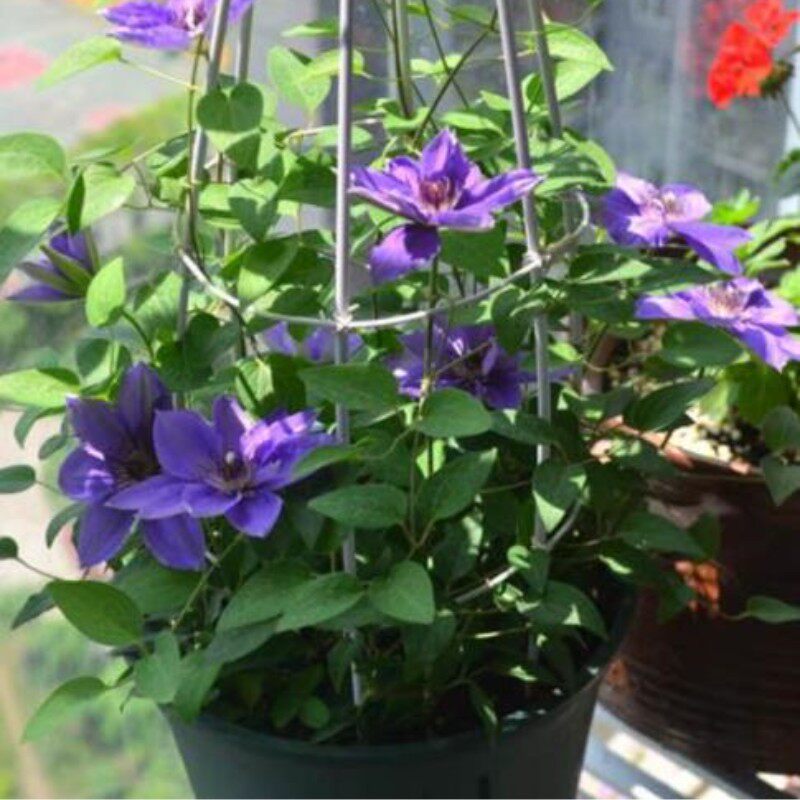 塞尚紫色蓝色耐热铁线莲盆栽爬藤植物小中大苗耐热大花藤本花卉
