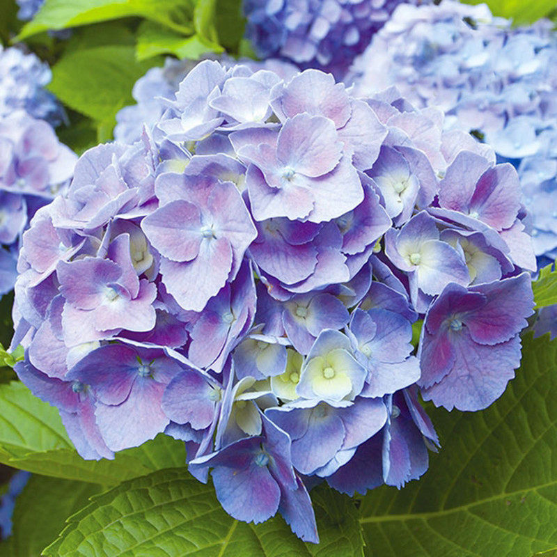 花芬坊蓝色妈妈绣球花苗盆栽八仙花阳台庭院耐寒植物四季开花卉