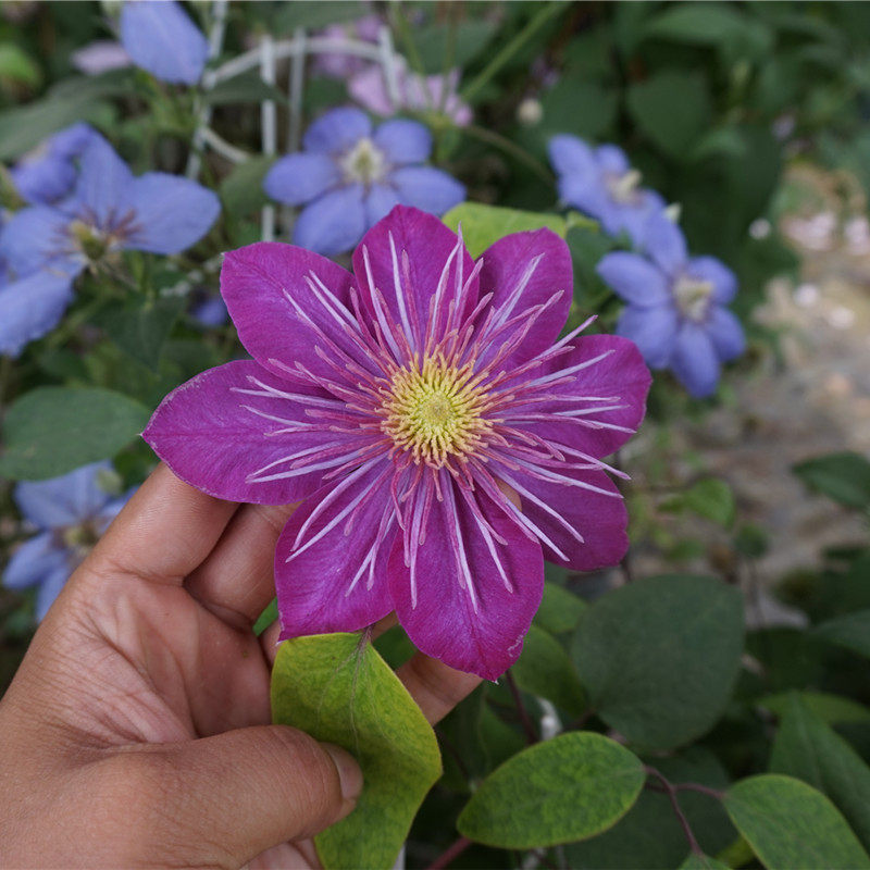 【花芬坊】针叶皇帝铁线莲盆栽爬藤植物小中大苗重瓣大花藤本花卉