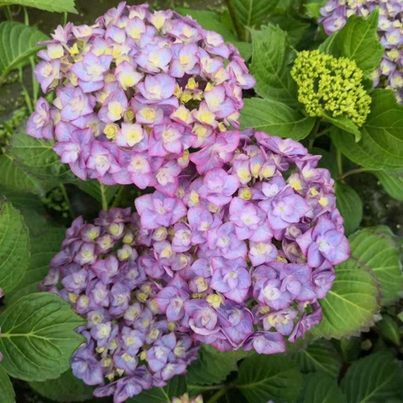 花芬坊艾薇塔绣球花苗盆栽八仙花阳台庭院耐寒植物四季开花卉