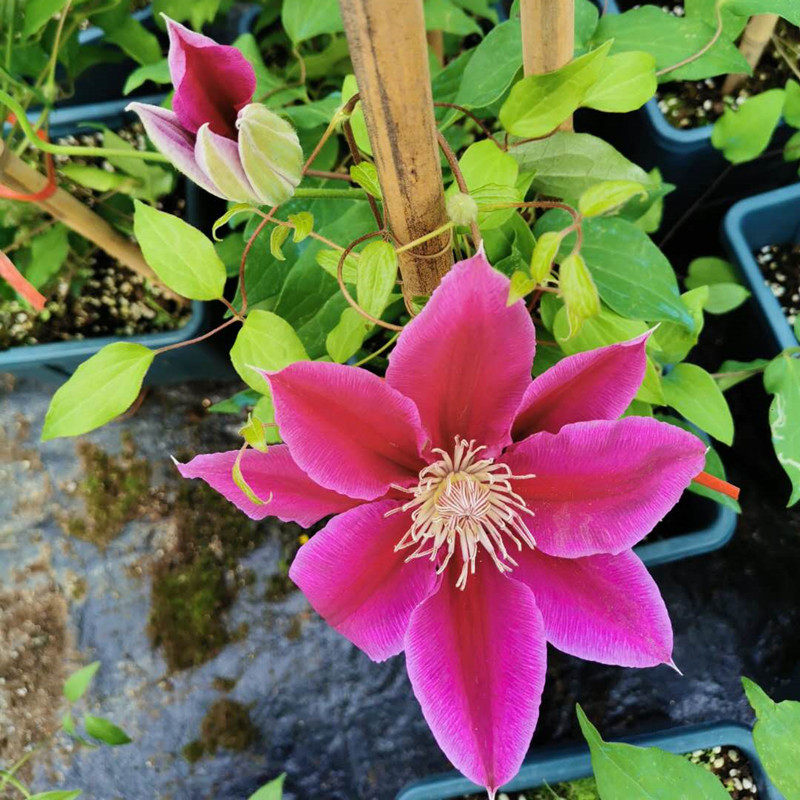 【花芬坊】锦铁线莲盆栽爬藤植物小中大苗重瓣大花藤本花卉