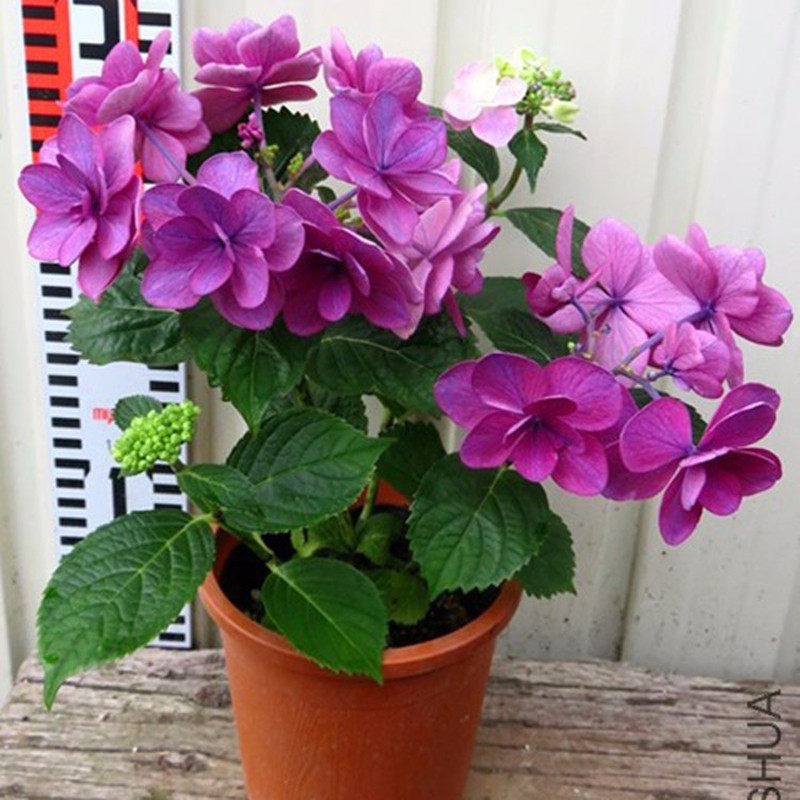 花芬坊红小町绣球花苗盆栽八仙花阳台庭院耐寒植物四季开花卉