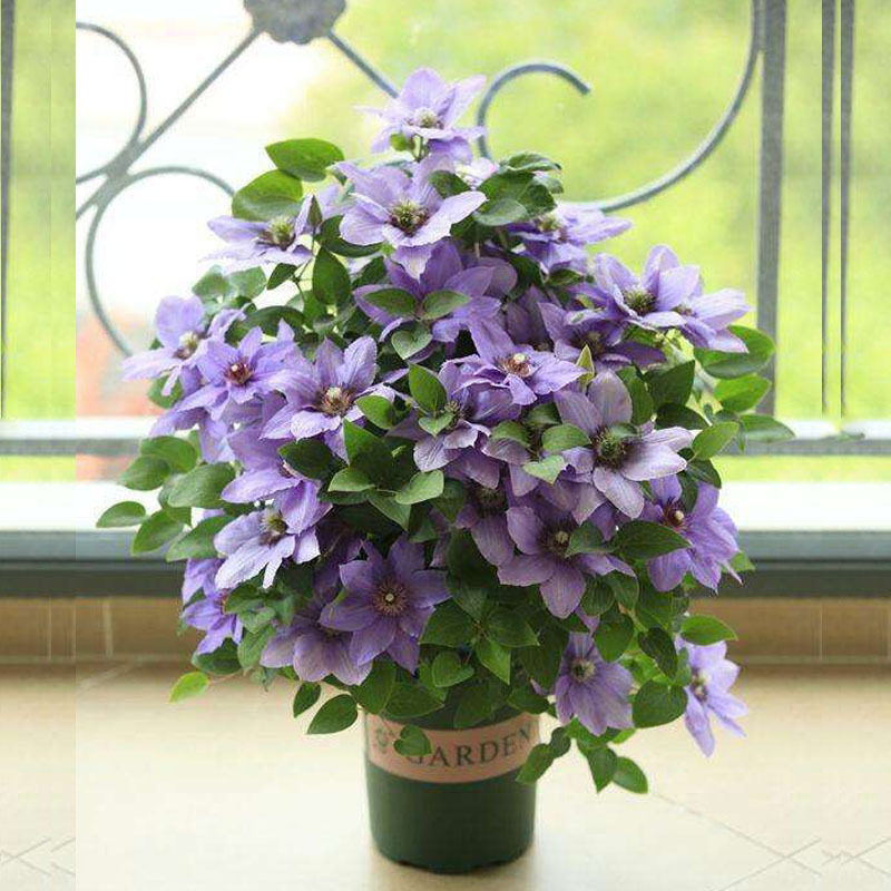 【花芬坊】巴黎风情铁线莲盆栽爬藤植物小中大苗重瓣大花藤本花卉