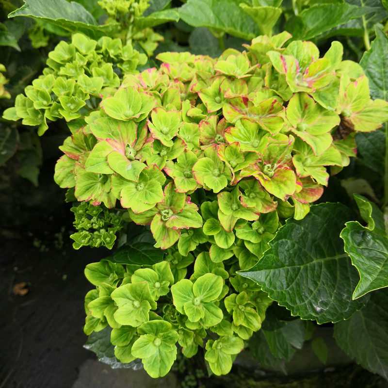 花芬坊魔幻城堡绣球花苗盆栽八仙花阳台庭院耐寒植物四季开花卉