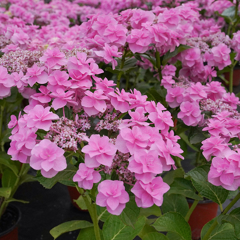 花芬坊头花绣球花苗盆栽八仙花阳台庭院耐寒植物四季开花卉