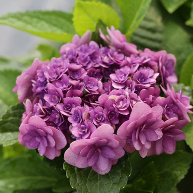 花芬坊卑弥呼绣球花苗盆栽八仙花阳台庭院耐寒植物四季开花卉