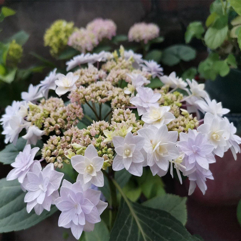 花芬坊日本银河绣球花苗盆栽八仙花阳台庭院耐寒植物四季开花卉