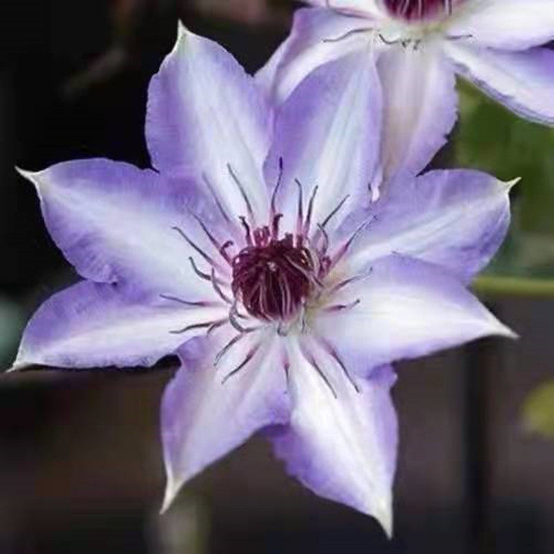 【花芬坊】美佐士铁线莲盆栽爬藤植物小中大苗重瓣大花藤本花卉