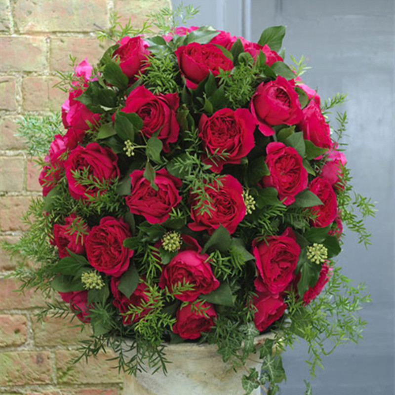 花芬坊达西灌木月季花精品大苗阳台四季开庭院阳台玫瑰花卉