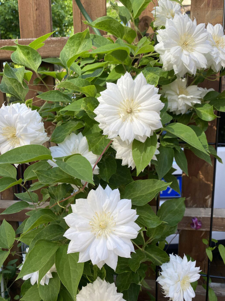 花芬坊爱丁堡铁线莲盆栽爬藤植物小中大苗耐高温大花藤本花卉