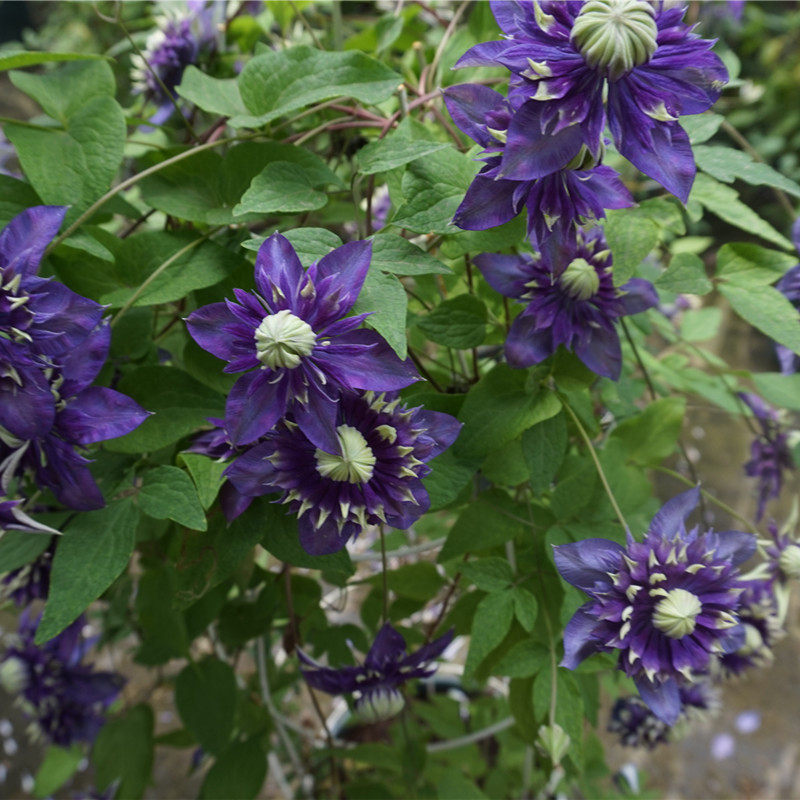 【花芬坊】紫子丸铁线莲盆栽爬藤植物小中大苗重瓣大花藤本花卉