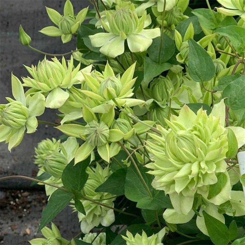 【花芬坊】薄荷铁线莲盆栽爬藤植物小中大苗重瓣大花藤本花卉