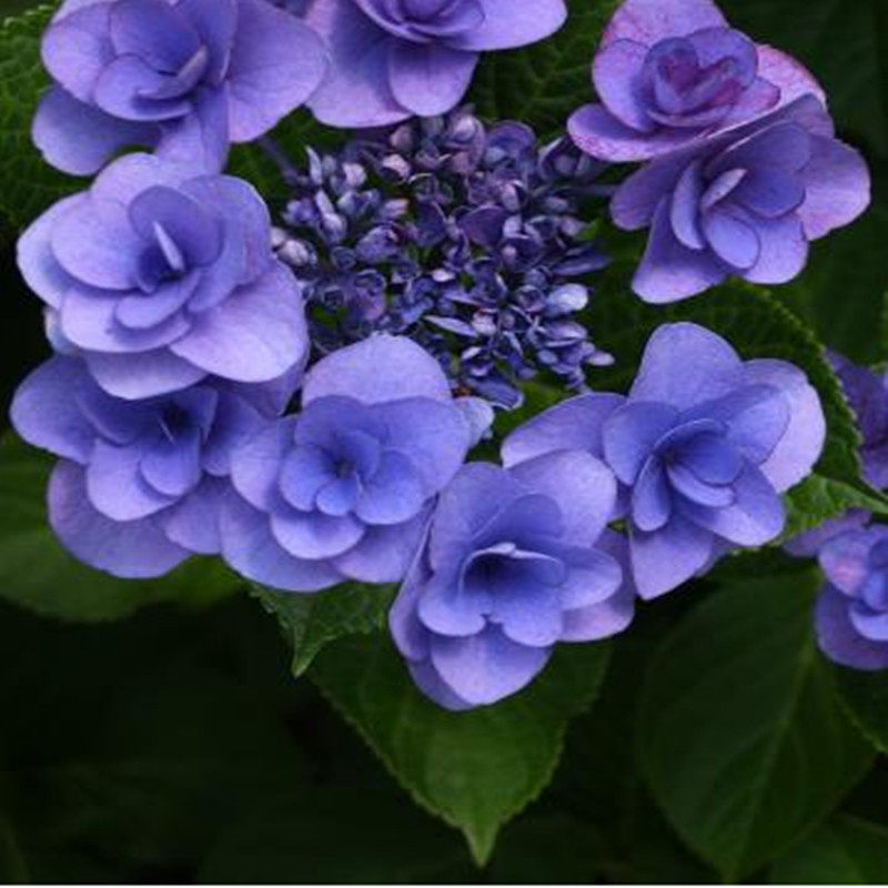 花芬坊九重之樱花绣球花苗盆栽八仙花阳台庭院耐寒植物四季开花卉