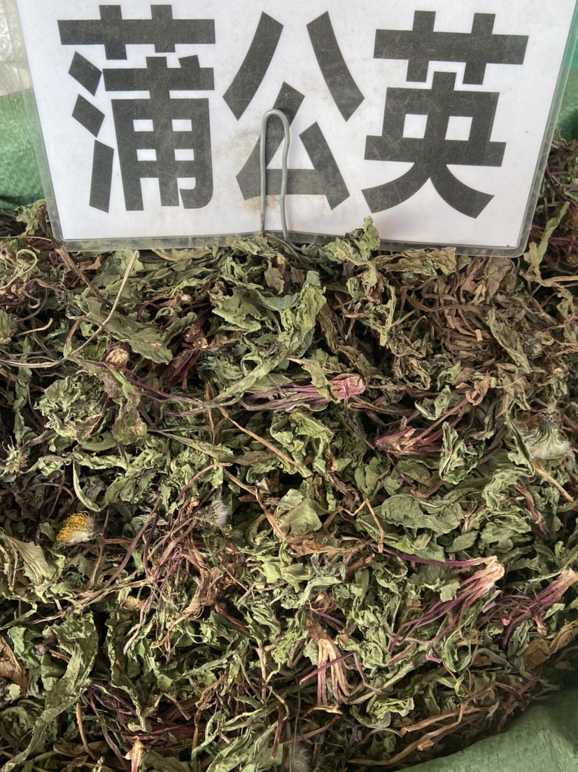 全株蒲公英根野生整根蒲公英茶正品中草药材非特级新鲜浦公英干货