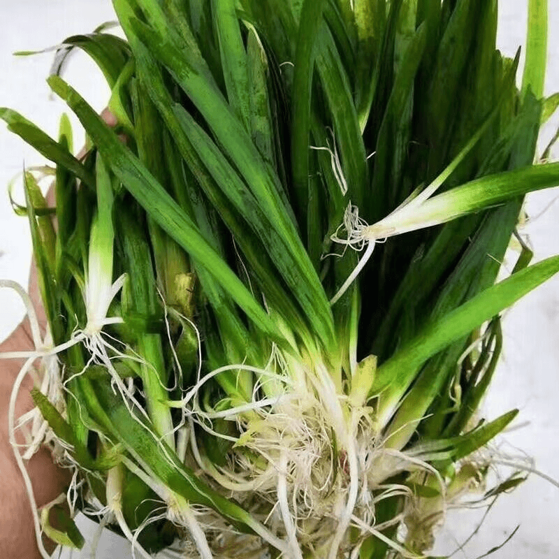 四季青矮生苦草耐寒耐高温工程净水质鱼虾蟹养殖扁担草海带草