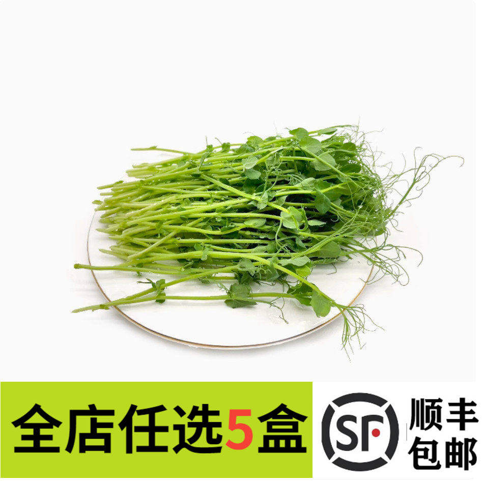 新鲜蔬菜 旋蔓豆苗50g 豆苗可食用芽苗菜 冷盘西餐摆盘装饰点缀