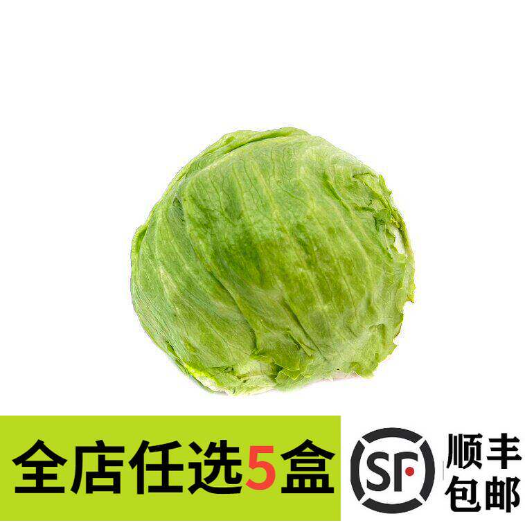 新鲜球生菜西餐蔬菜沙拉食材西餐寿司汉堡三明治即食500g