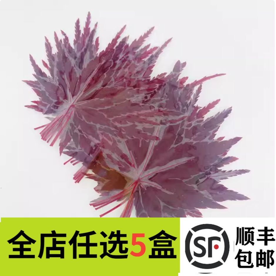 新鲜红枫叶真空装枫树叶绿枫叶