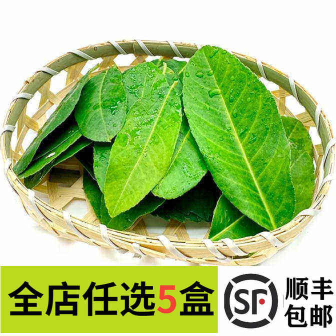 新鲜 柠檬叶 青柠叶 冬阴功香料调 摆盘装饰鲜花 30片