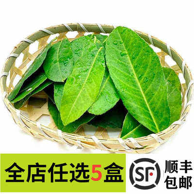 新鲜 柠檬叶 青柠叶 冬阴功香料调 摆盘装饰鲜花 30片