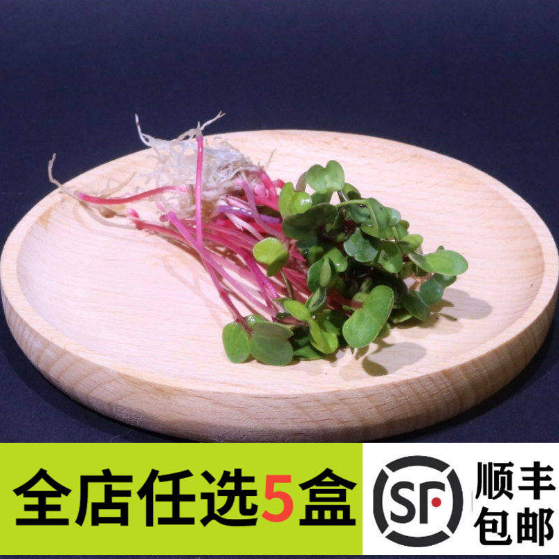 新鲜萝卜苗 红色萝卜苗50g 可食用芽苗 餐饮摆盘装饰花草点缀鲜