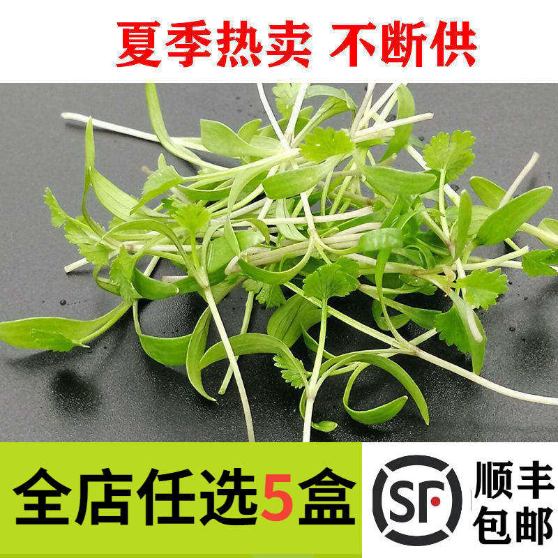 新鲜蔬菜 香菜苗15g 蔬菜苗 可食用芽苗菜 西餐酒店摆盘装饰点缀