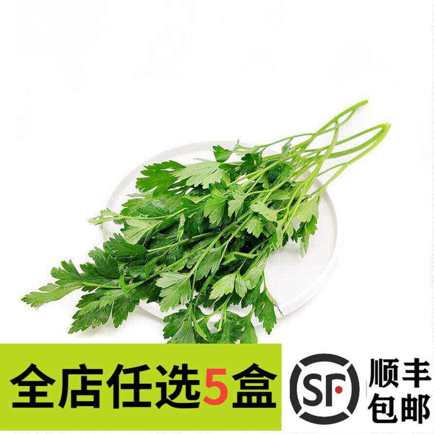 新鲜 意大利芹 欧芹 蔬菜香料西餐摆盘装饰菜餐饮酒店摆盘鲜花草