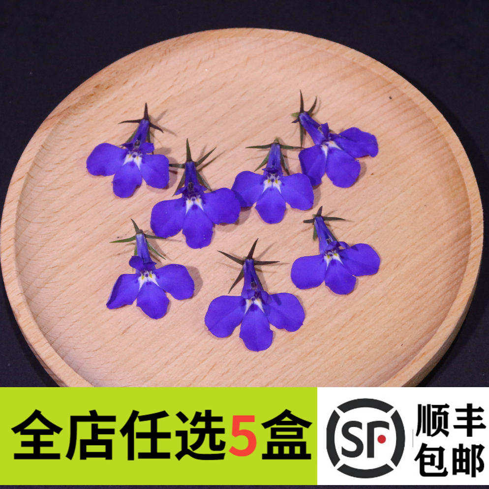 新鲜半边莲六倍利摆盘装饰花草