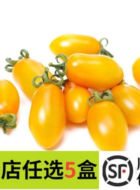 新鲜黄色圣女果 小番茄西红柿500g孕妇水果西餐食材沙拉蔬菜