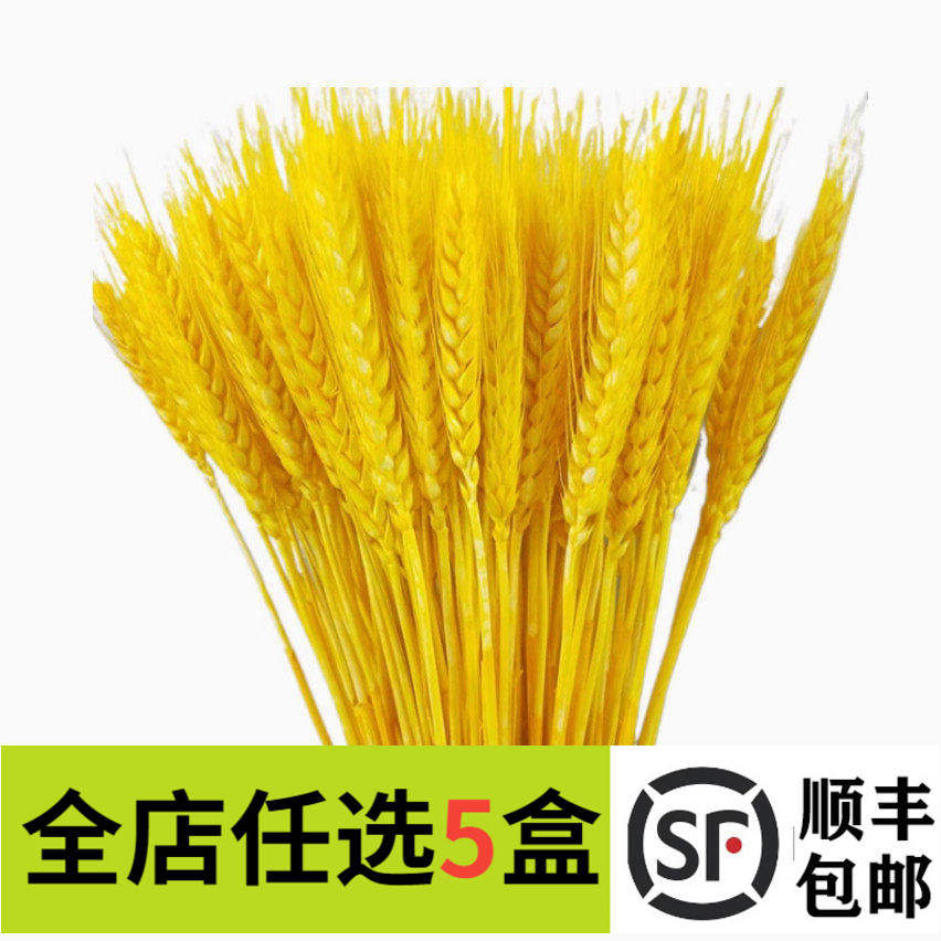 黄金麦穗30支 干小麦穗 天然干花 日料餐饮西餐摆盘装饰拍摄道具