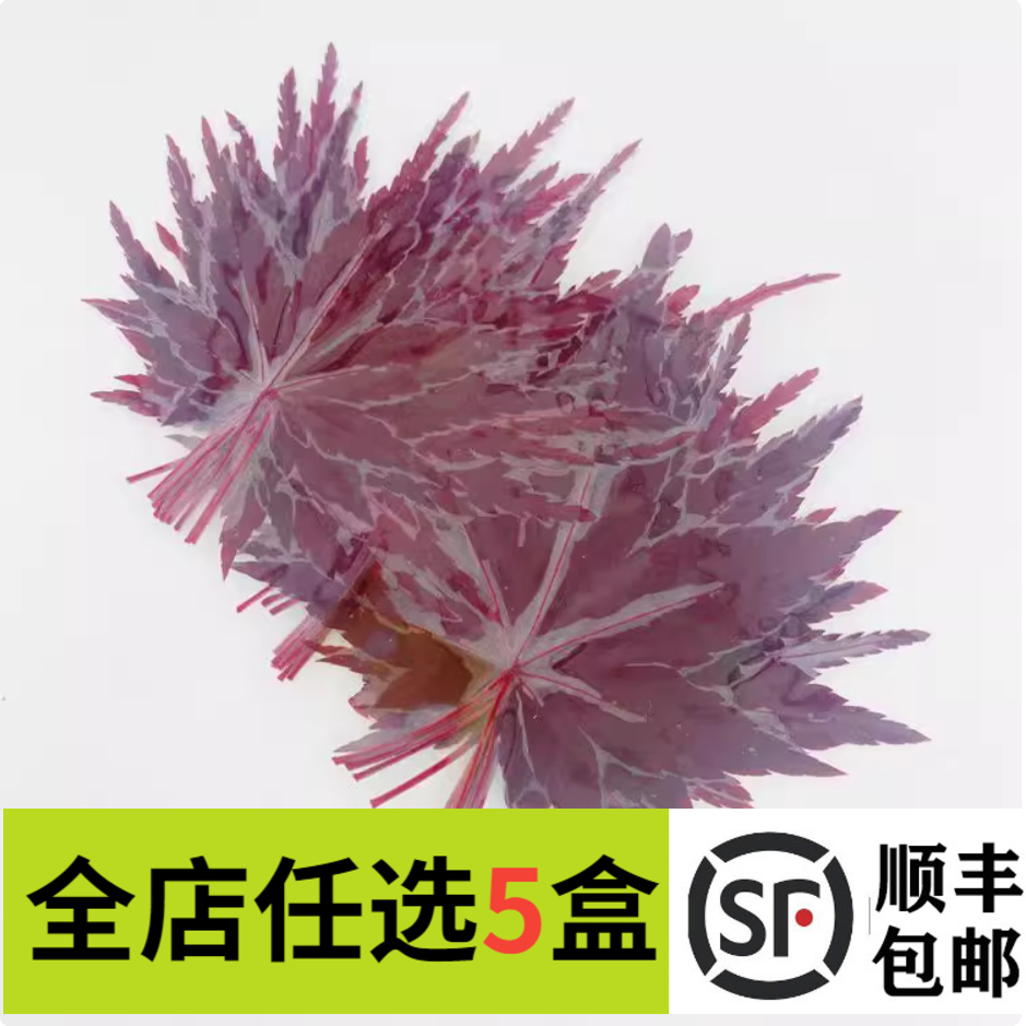 新鲜红枫叶真空装枫树叶绿枫叶