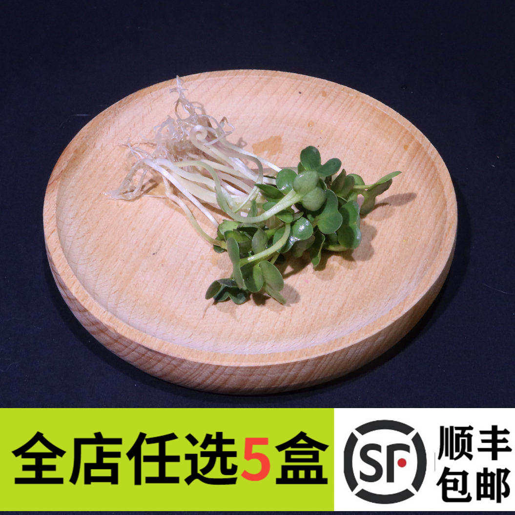 新鲜萝卜苗 白萝卜苗50g 可食用芽苗 餐饮摆盘装饰花草点缀鲜花草