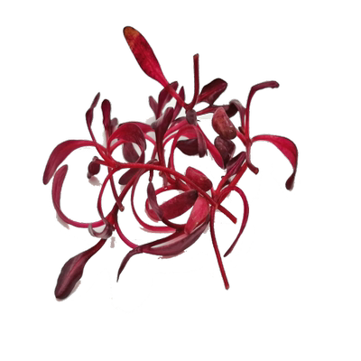 新鲜火焰稀有斯卡纳火红西餐摆盘