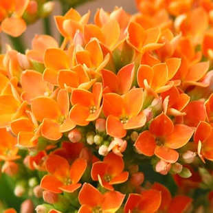 新鲜繁星花50朵 橙色四星花单瓣长寿花酒店西餐摆盘装饰鲜花冷艺