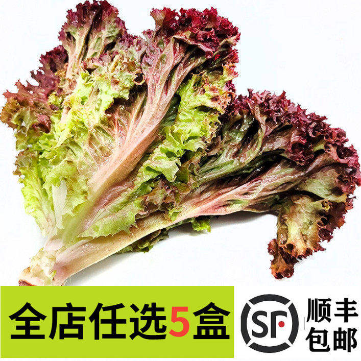 新鲜蔬菜 红叶生菜 紫叶生菜 罗莎红沙拉菜紫生菜罗莎红珊瑚 250g