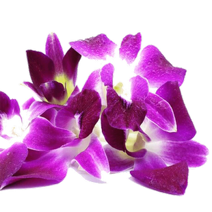 新鲜洋兰花 杨兰花250g 散称 摆盘装饰花草鲜花火锅点缀