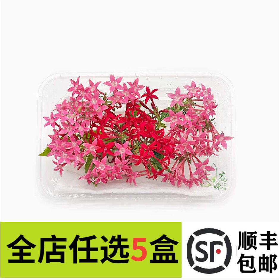 新鲜五星花50朵 莺罗花 繁星花 餐饮冷盘摆盘装饰鲜花酒店西餐厅