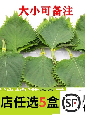 紫苏叶新鲜苏子叶80片大叶韩国烧烤包饭日本寿司料理刺身西餐摆盘