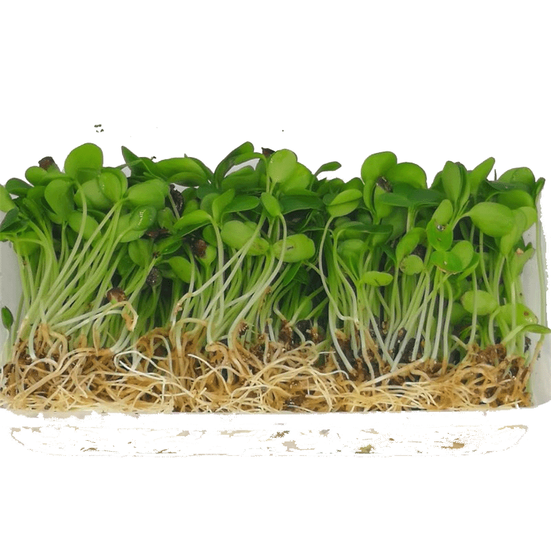 新鲜蔬菜香椿苗净含量80g