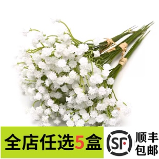 新鲜白色满天星20g 一扎西餐酒店调酒餐饮摆盘盘饰点缀 小白花