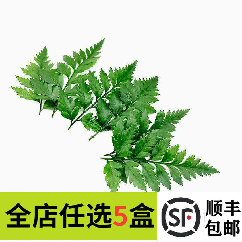 新鲜杨子叶25小片 高山羊齿叶 芒叶花草酒店西餐烘焙摆盘装饰点缀