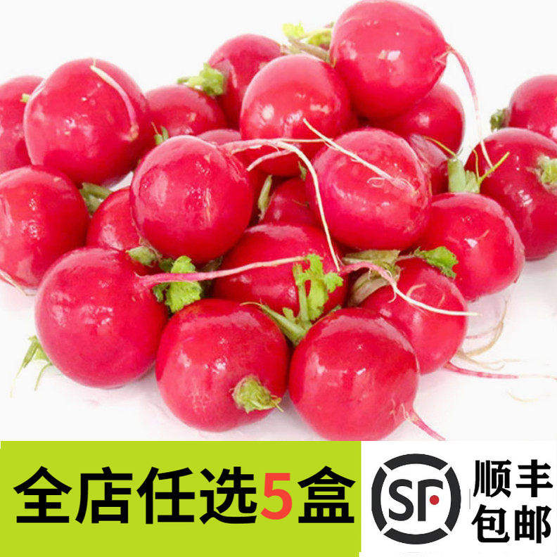 新鲜樱桃萝卜500g红皮迷你小水萝卜红萝卜小红圆萝卜西餐装饰点缀