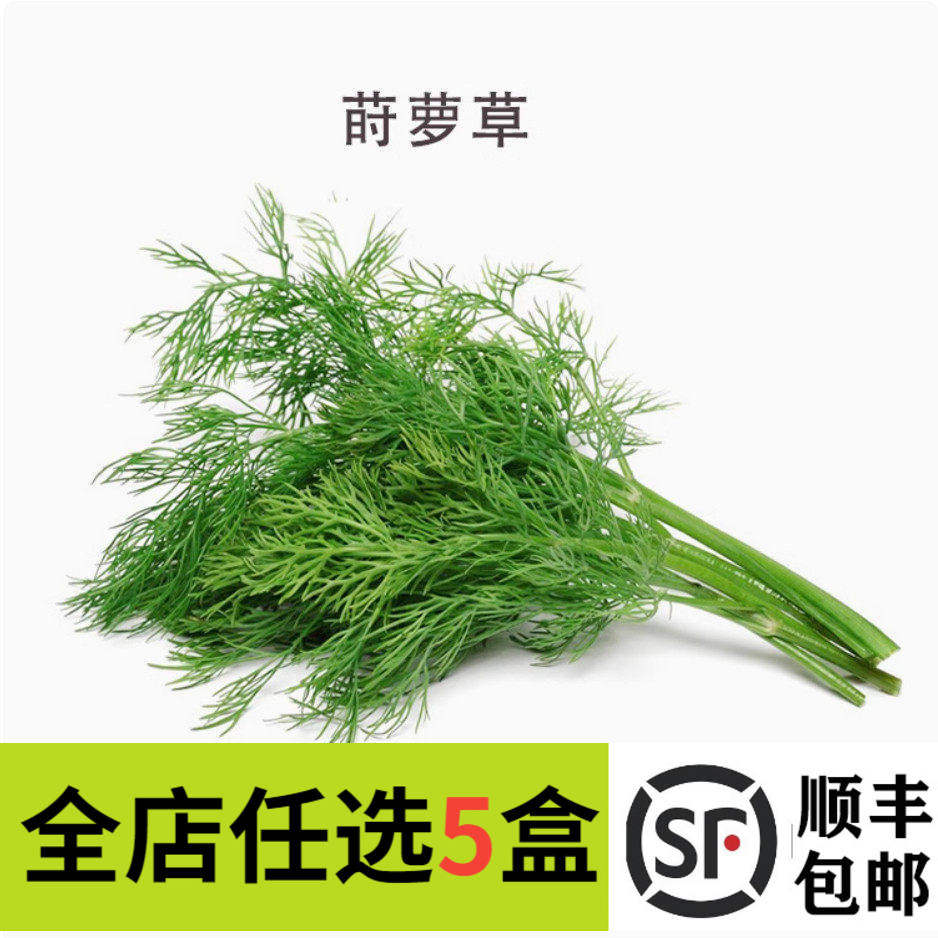 新鲜莳萝草100g dill 刁草 洋茴香 土茴香摆盘装饰西餐调料