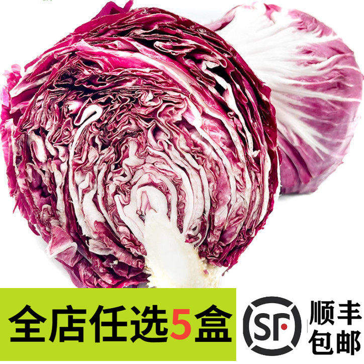 新鲜红菊苣生菜落地球红卷心菜